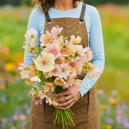 Apricot Lemonade, Cosmo Seeds - Packet image number null